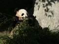Pandas (037)
